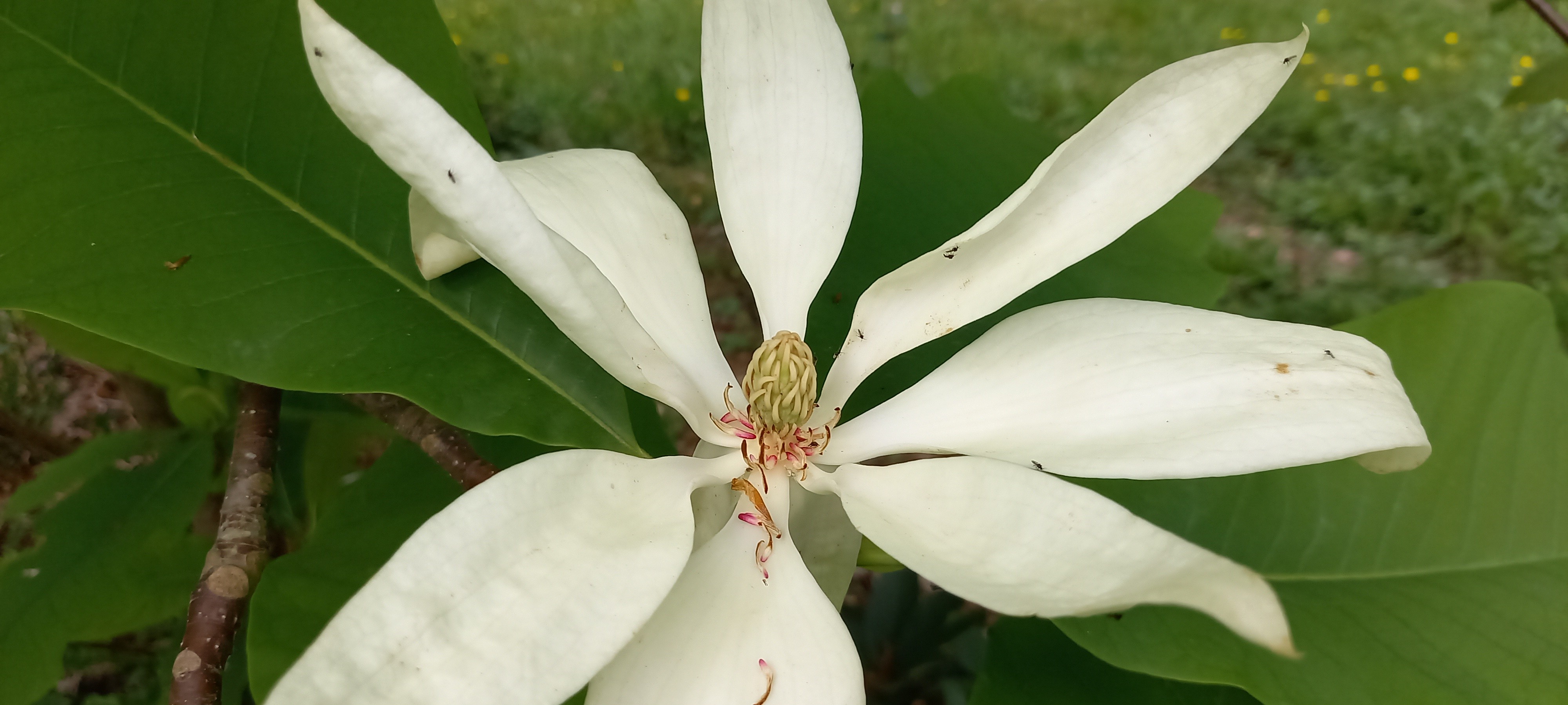 Magnolia tripetala