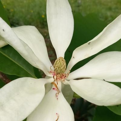 Magnolia tripetala