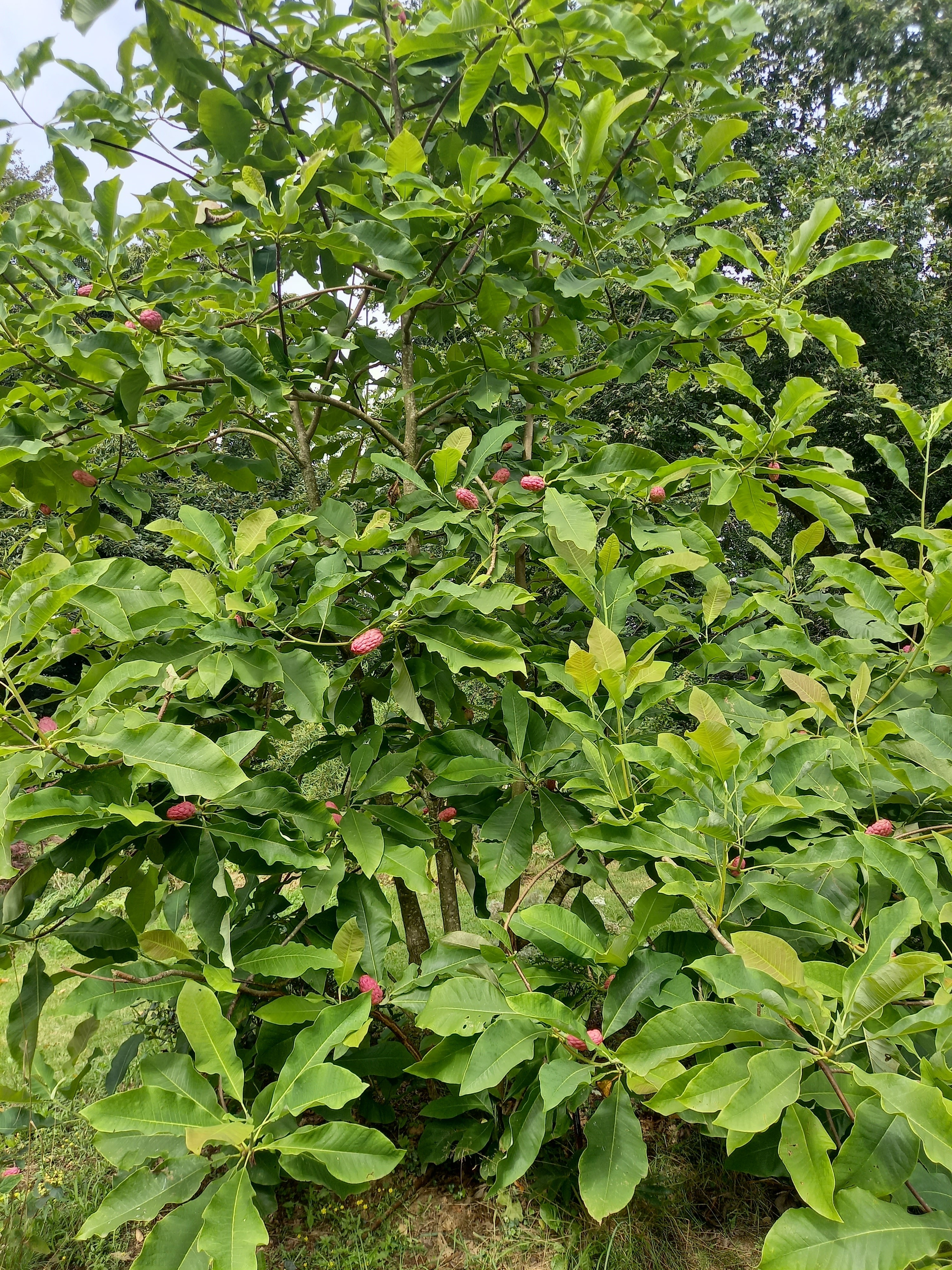 Magnolia tripetala