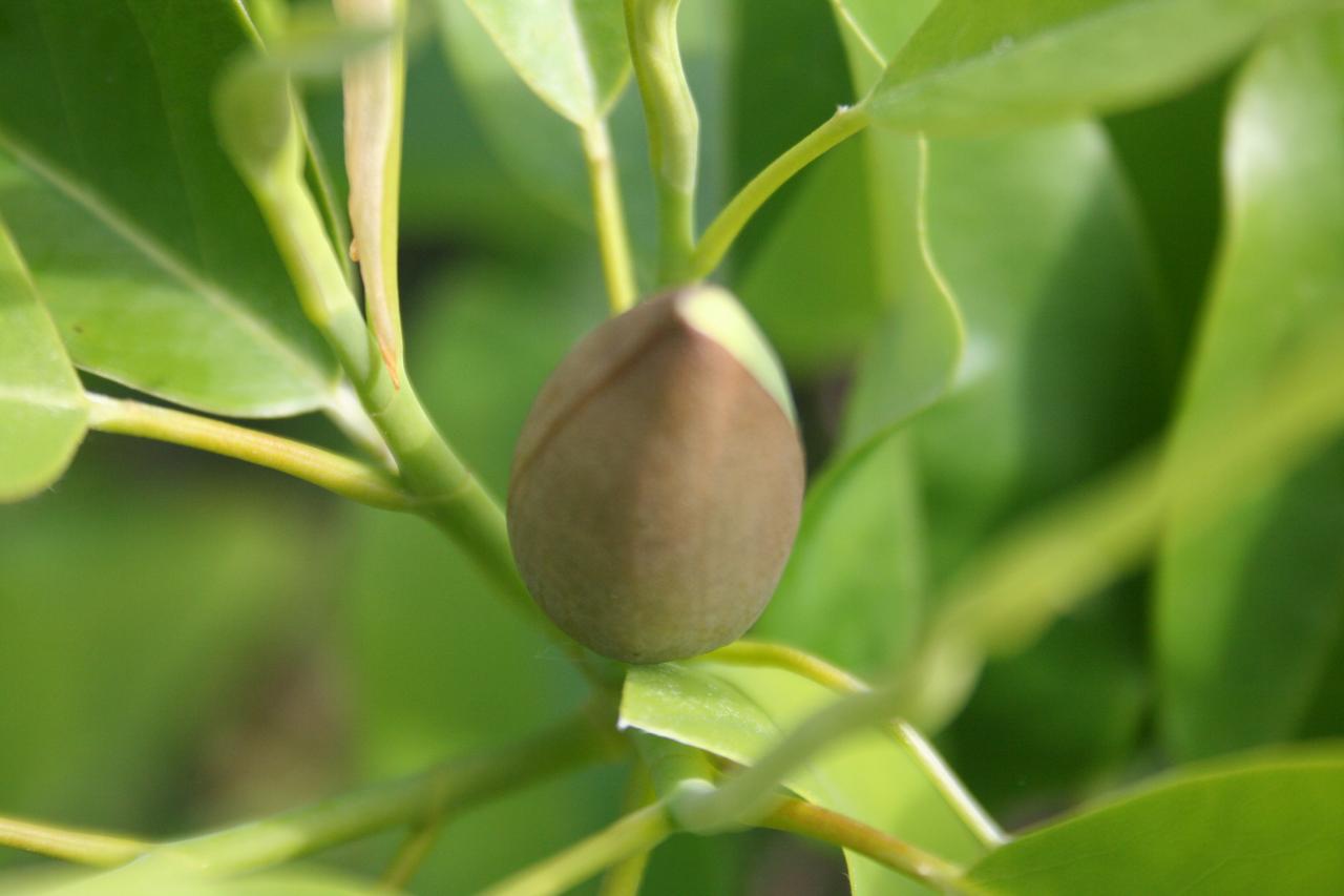 Magnolia virginiana ssp. glauca