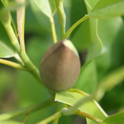 Magnolia virginiana ssp. glauca