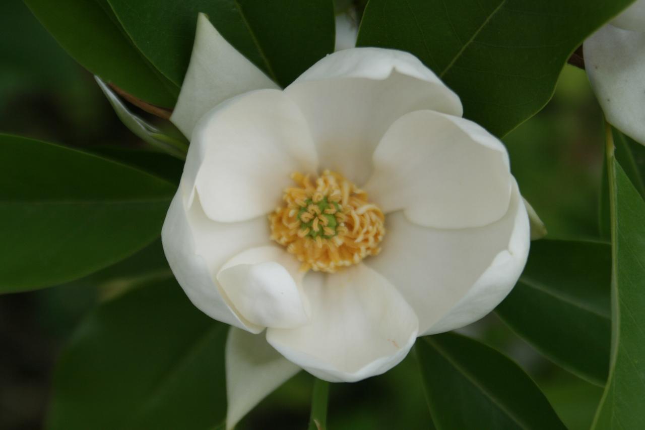 Magnolia virginiana ssp. glauca-7-