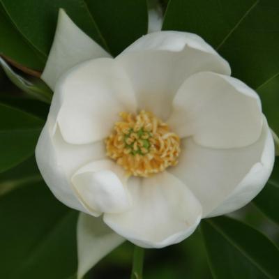 Magnolia virginiana ssp. glauca-7-