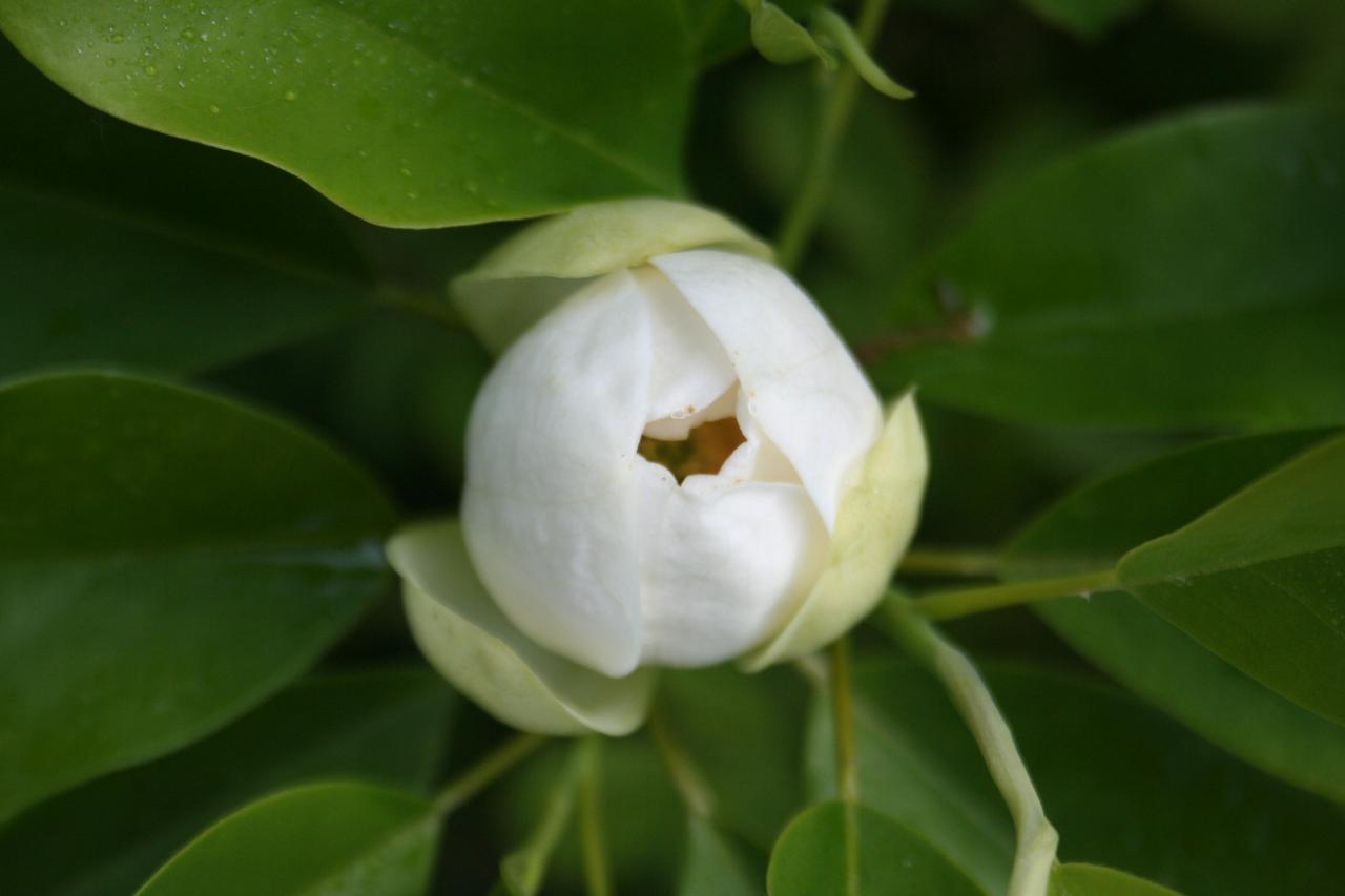 Magnolia virginiana ssp. glauca