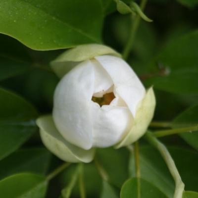 Magnolia virginiana ssp. glauca