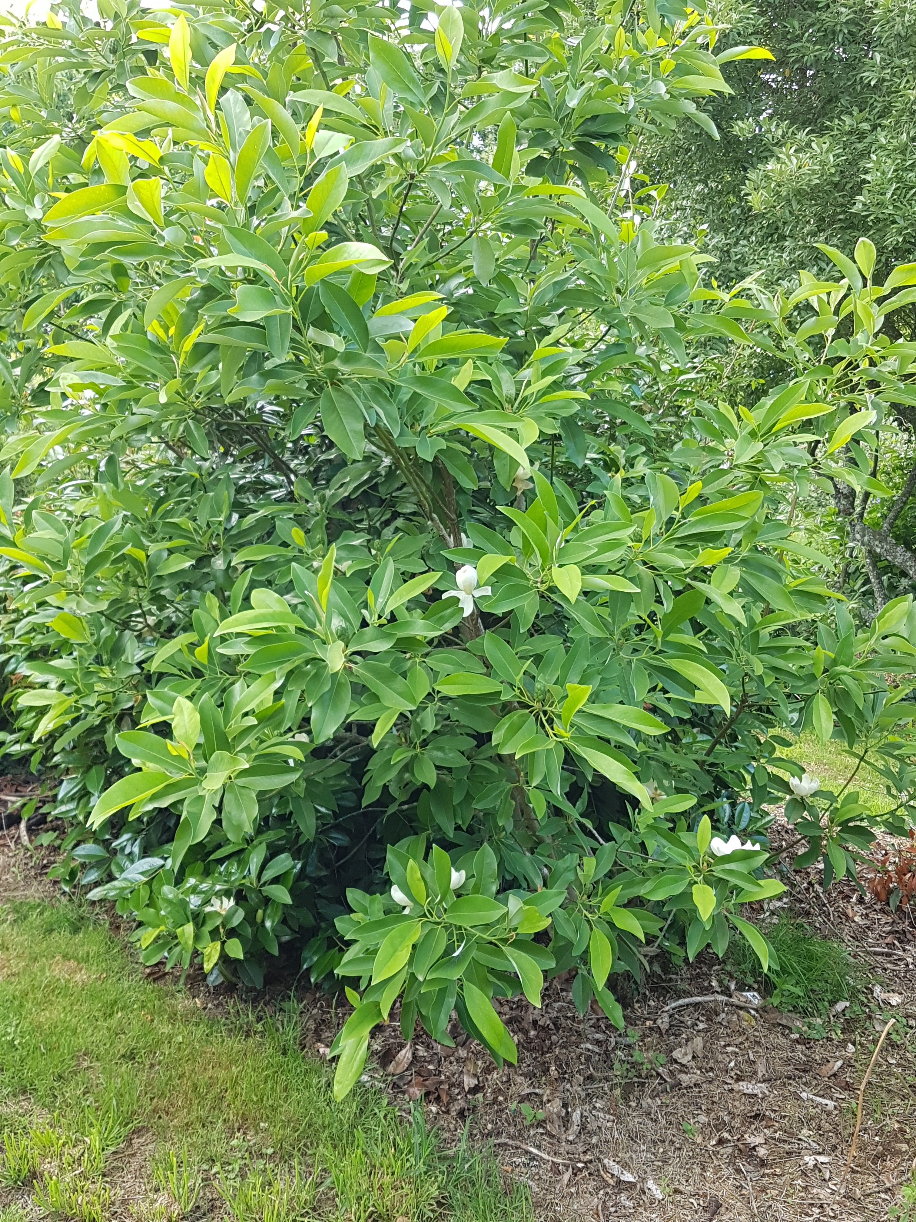 Magnolia virginiana ssp. glauca