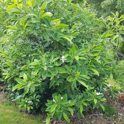 Magnolia virginiana ssp. glauca