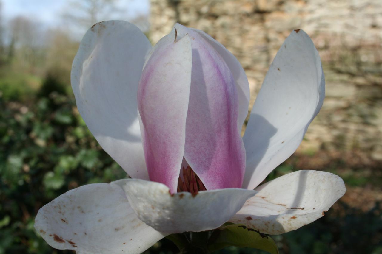 Magnolia xsoulangeana 'Alexandrina'-2-