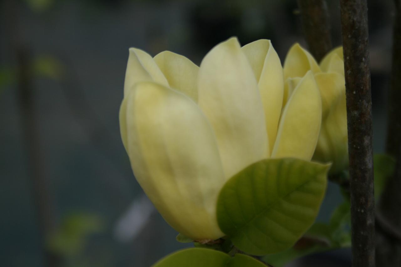 Magnolia 'Yellow Bird'-2-