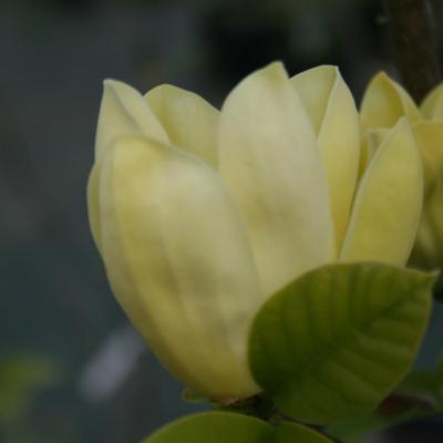 Magnolia 'Yellow Bird'-2-