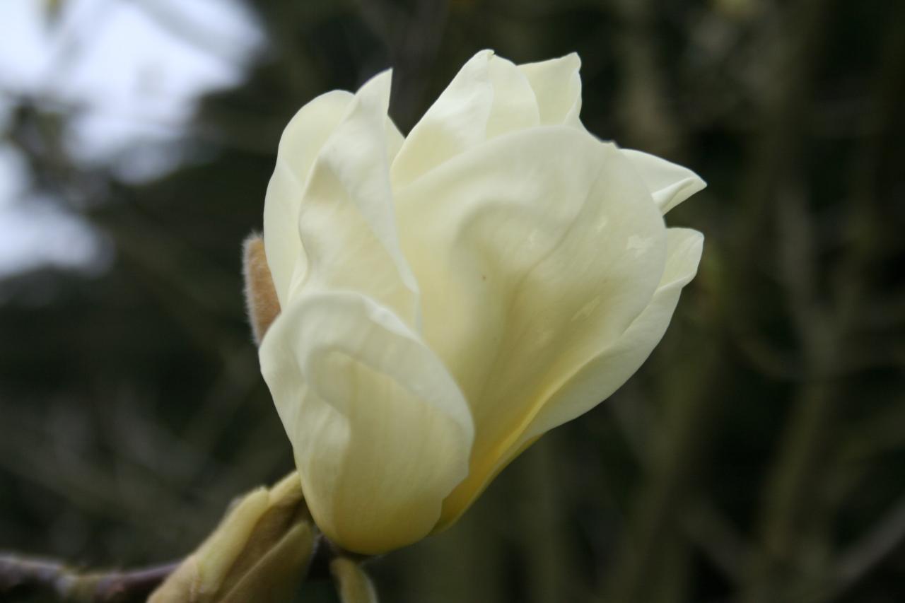 Magnolia 'Yellow Lantern'-6-