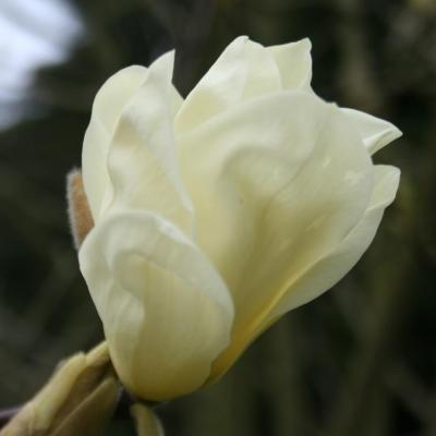 Magnolia 'Yellow Lantern'-6-
