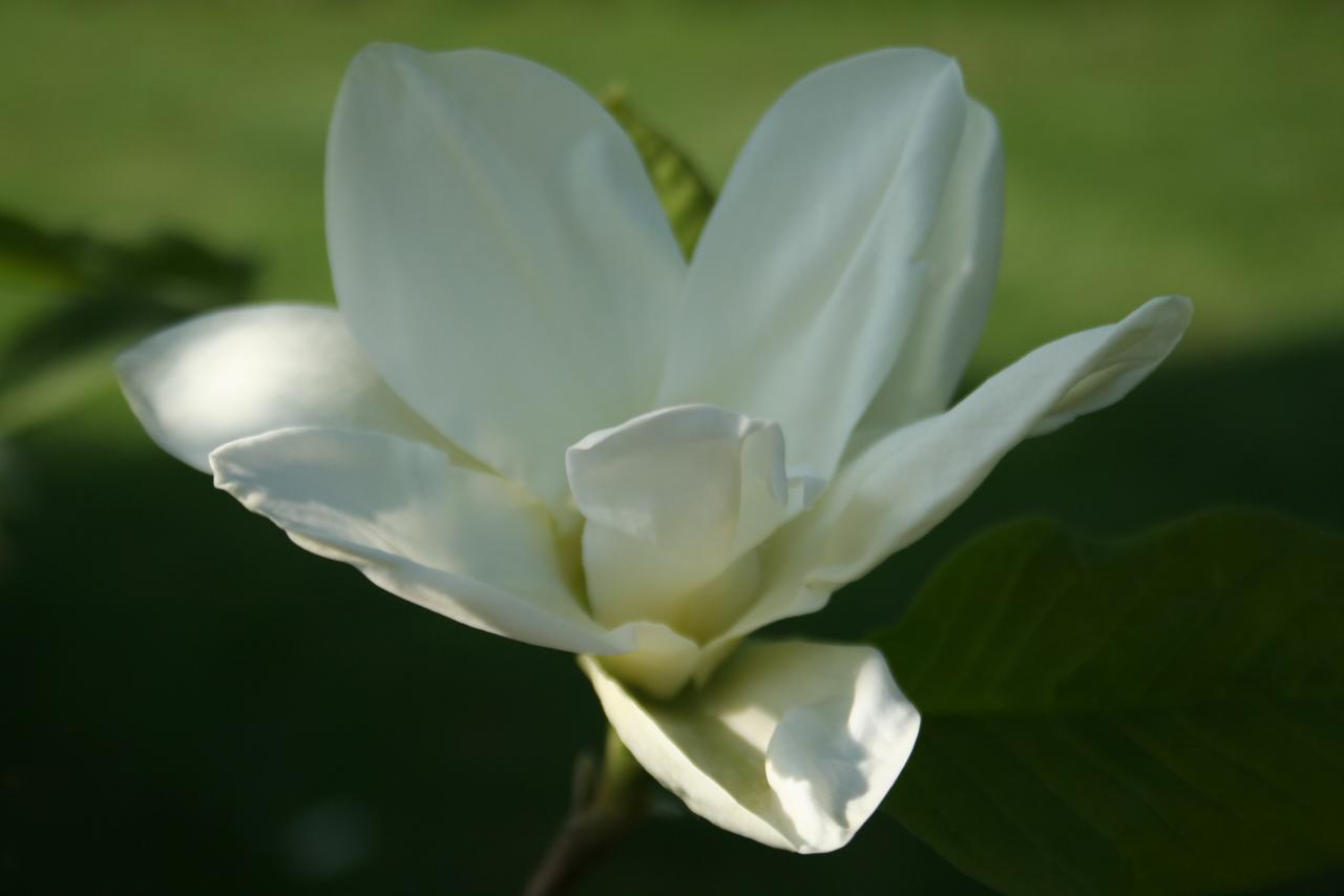 Magnolia 'Yellow Lantern'-7-