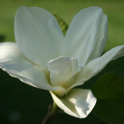 Magnolia 'Yellow Lantern'-7-