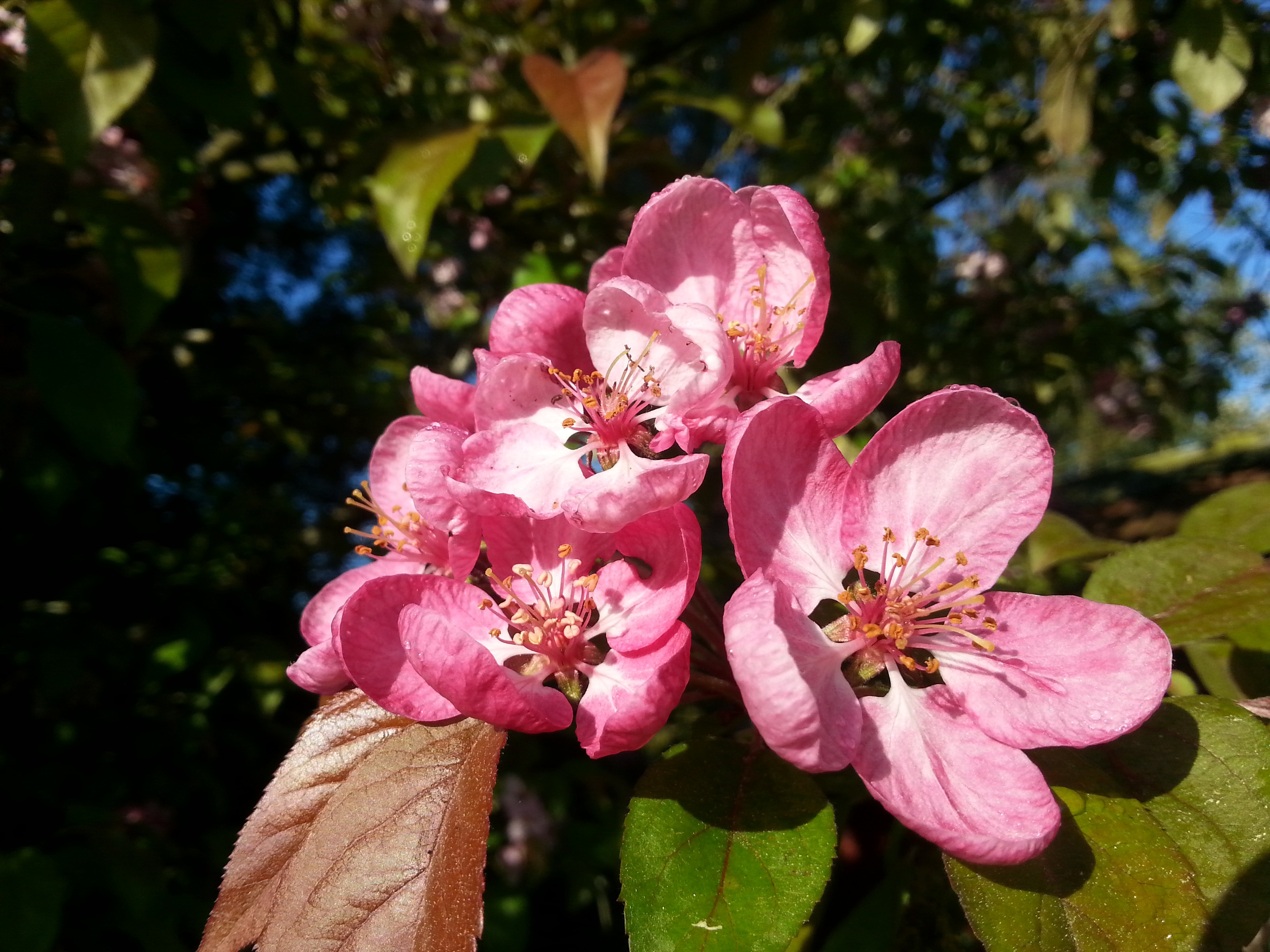 Malus COCCINELLA® 'Courtarou' 