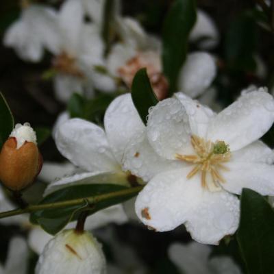 Michelia dianica 'Summer Snow Flake'