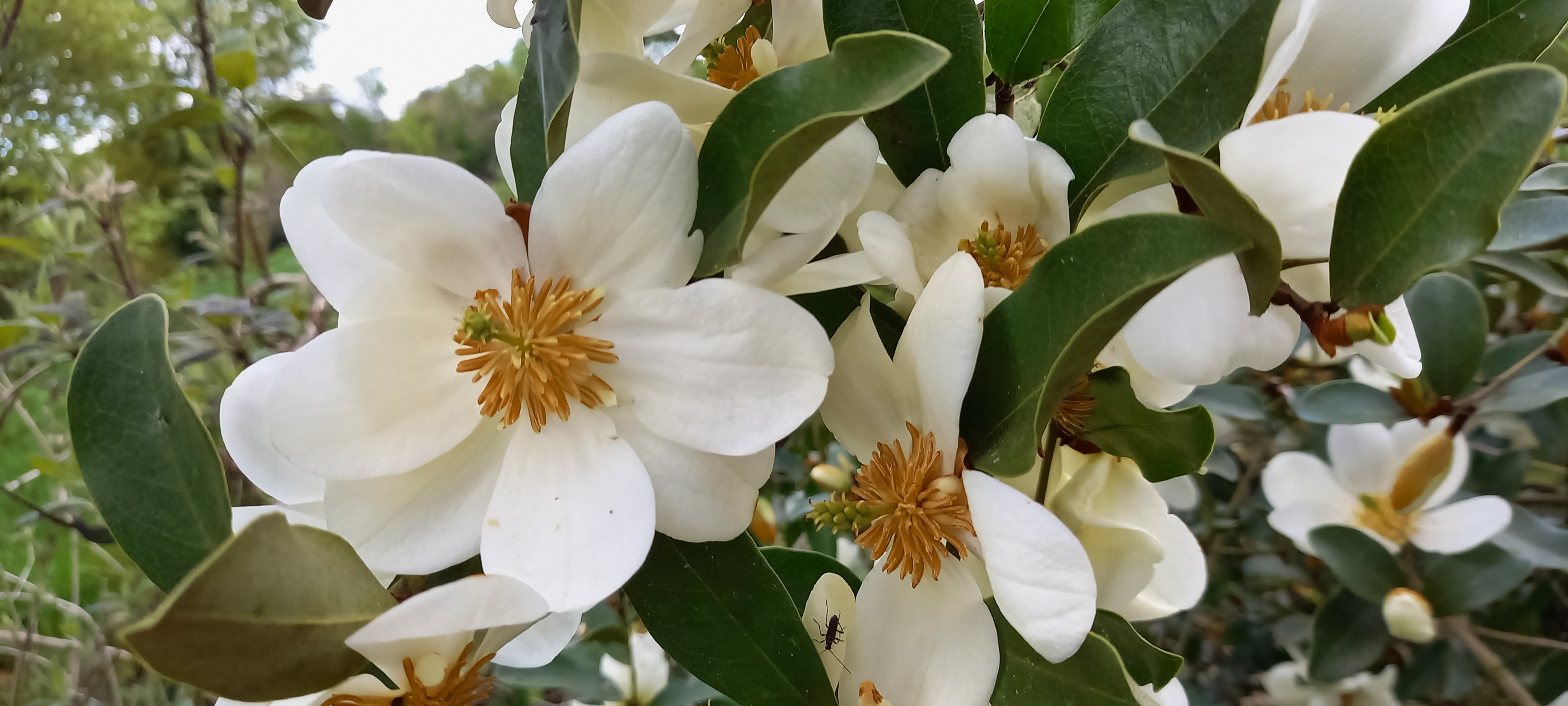 Michelia dianica 'Summer Snow Flake'