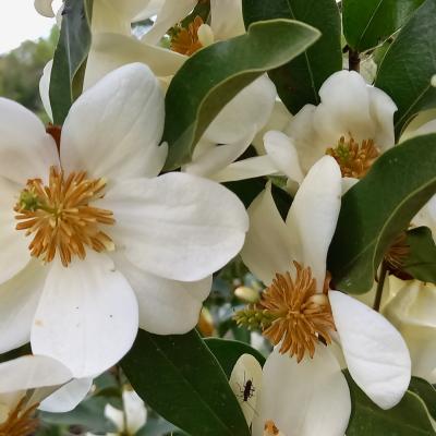 Michelia dianica 'Summer Snow Flake'