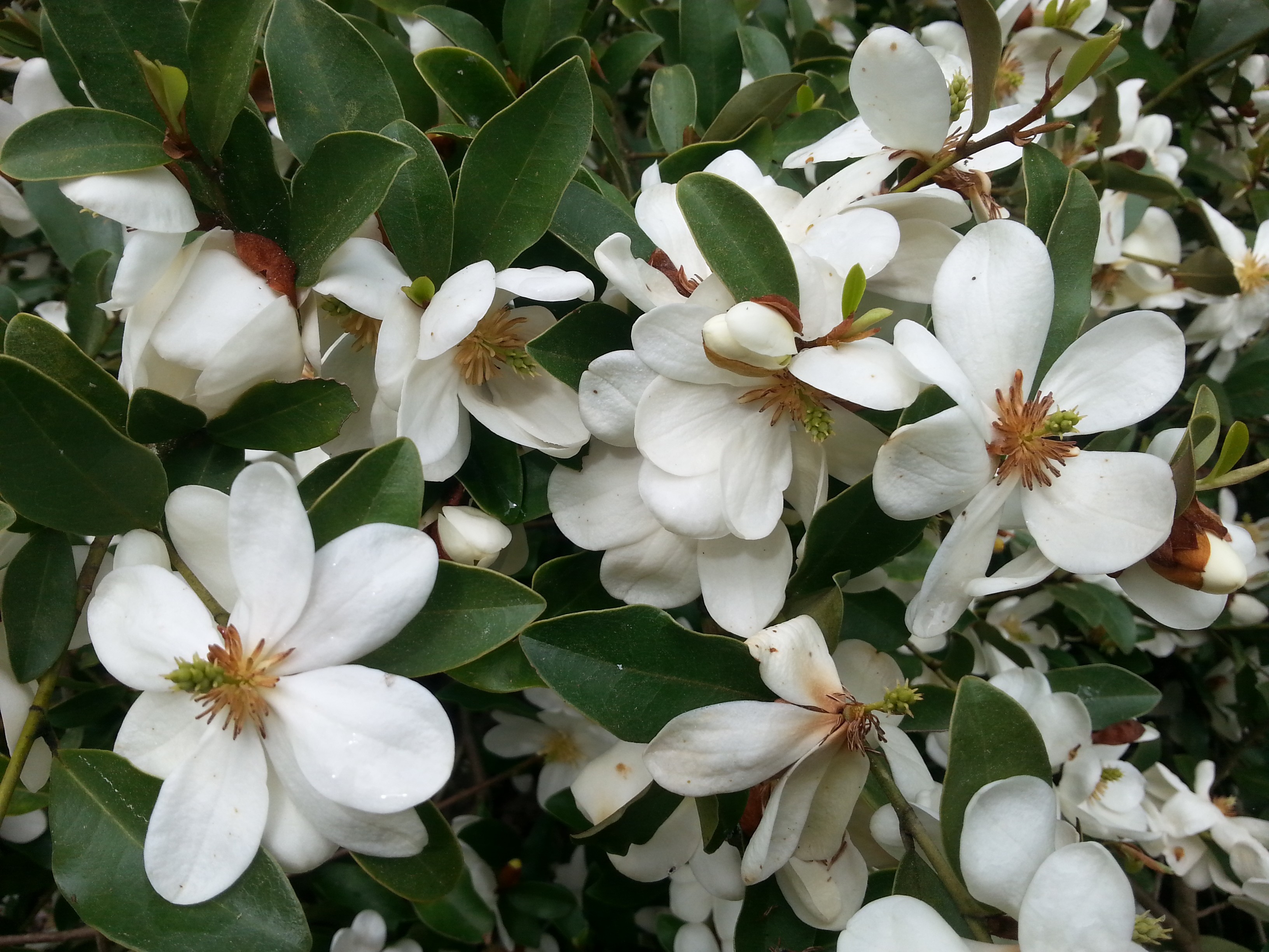 Michelia dianica 'Summer Snow Flake'