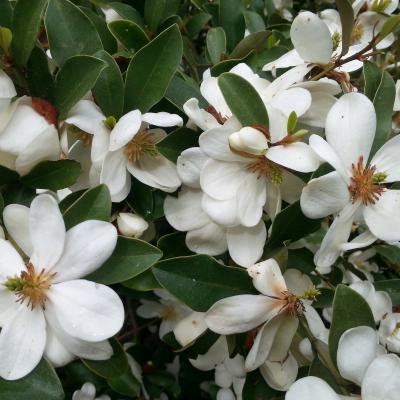 Michelia dianica 'Summer Snow Flake'