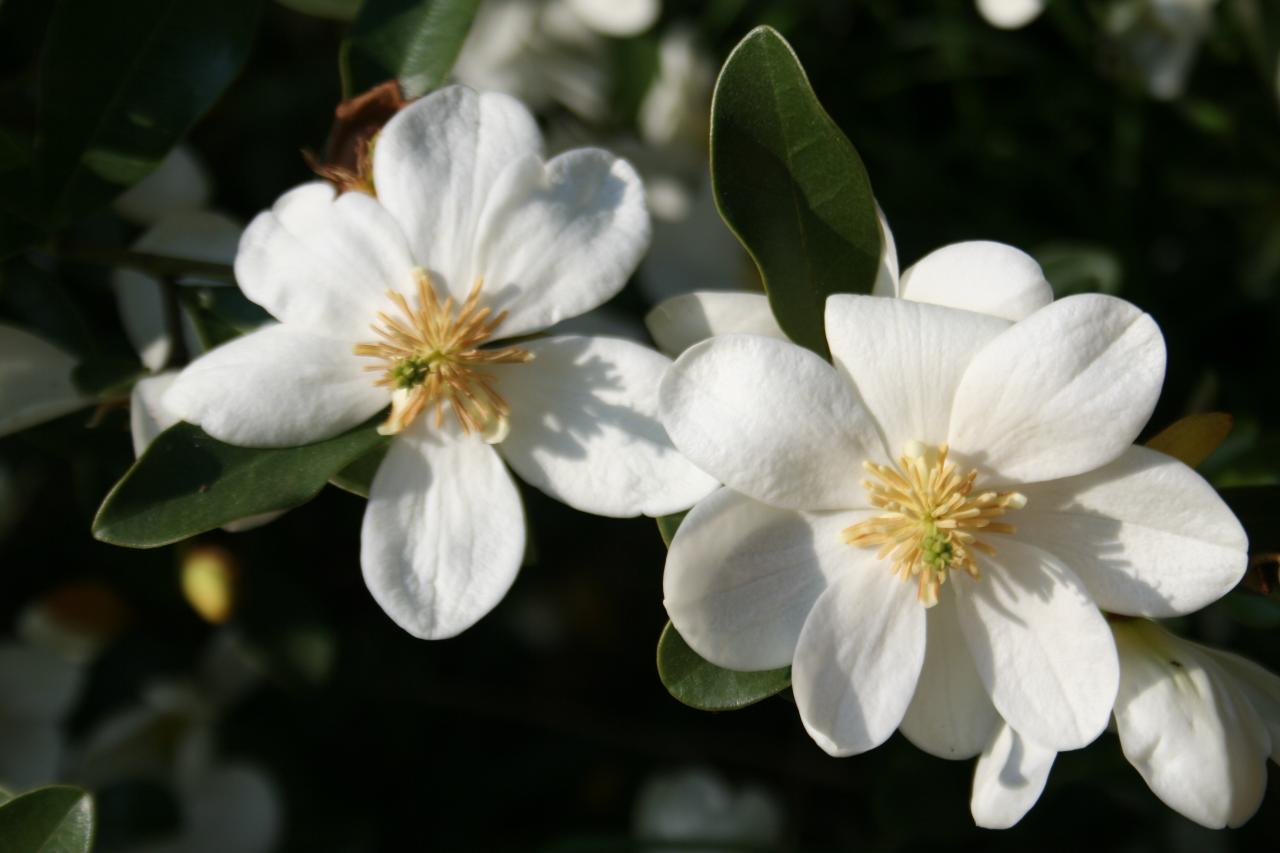 Michelia dianica 'Summer Snow Flake'