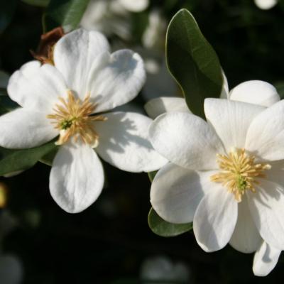 Michelia dianica 'Summer Snow Flake'