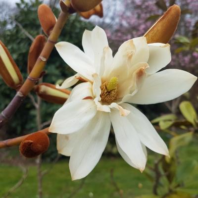 Michelia doltsopa 'Silver Cloud'