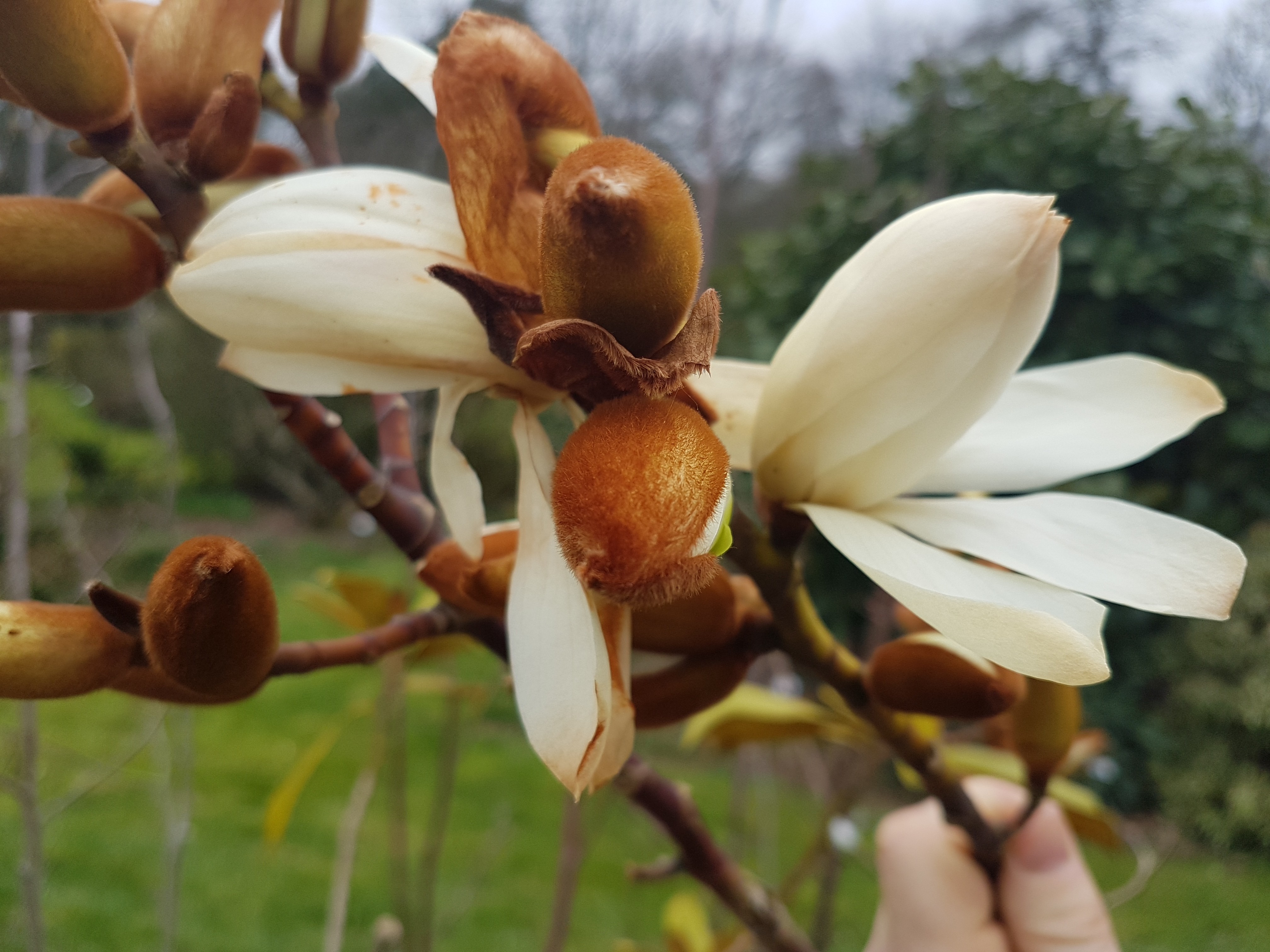 Michelia doltsopa 'Silver Cloud'