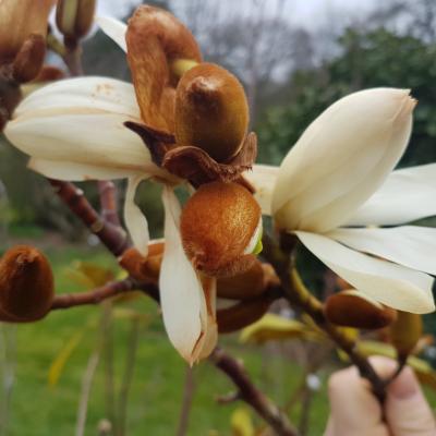 Michelia doltsopa 'Silver Cloud'