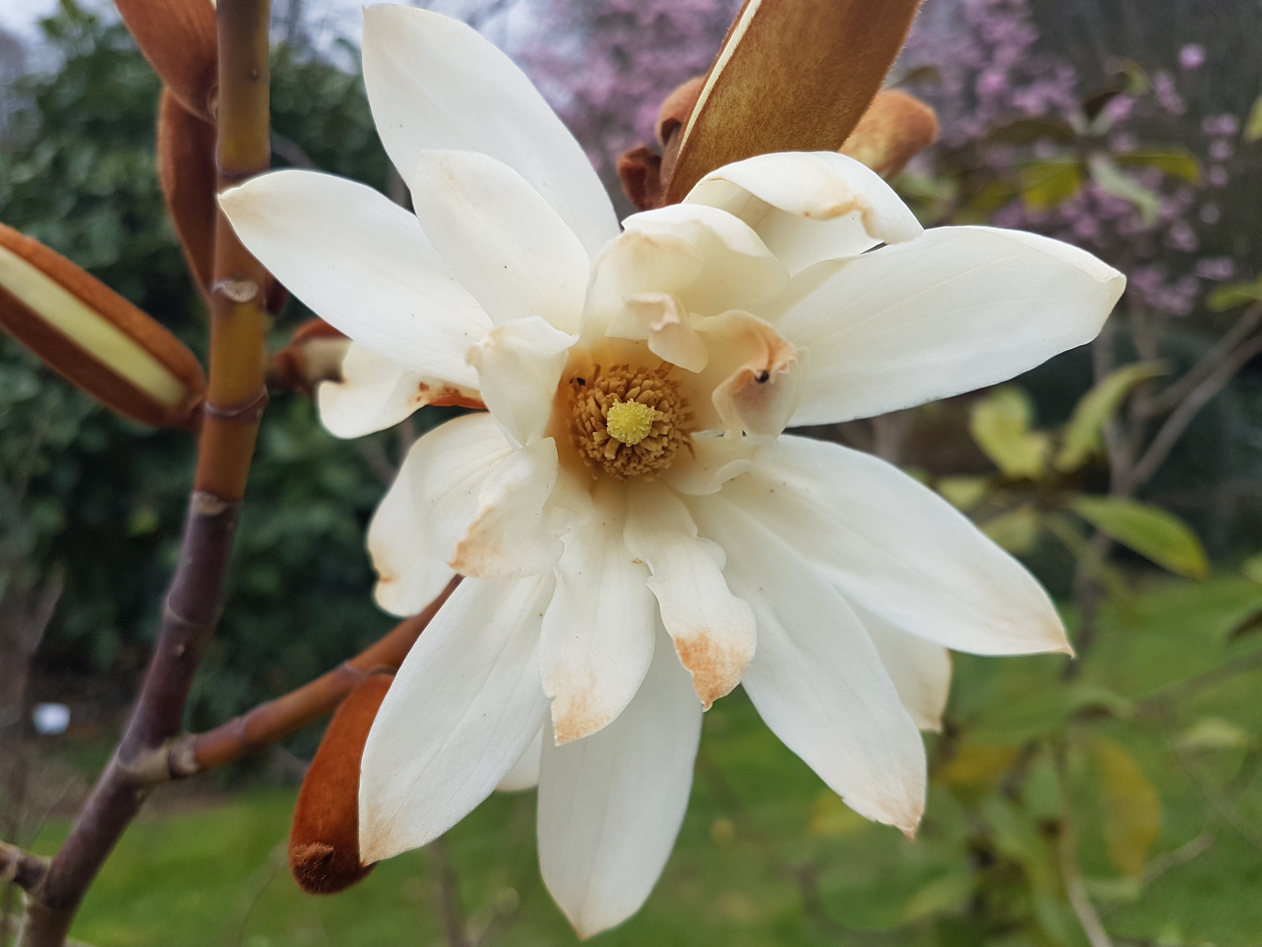 Michelia doltsopa 'Silver Cloud'