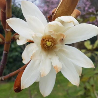 Michelia doltsopa 'Silver Cloud'