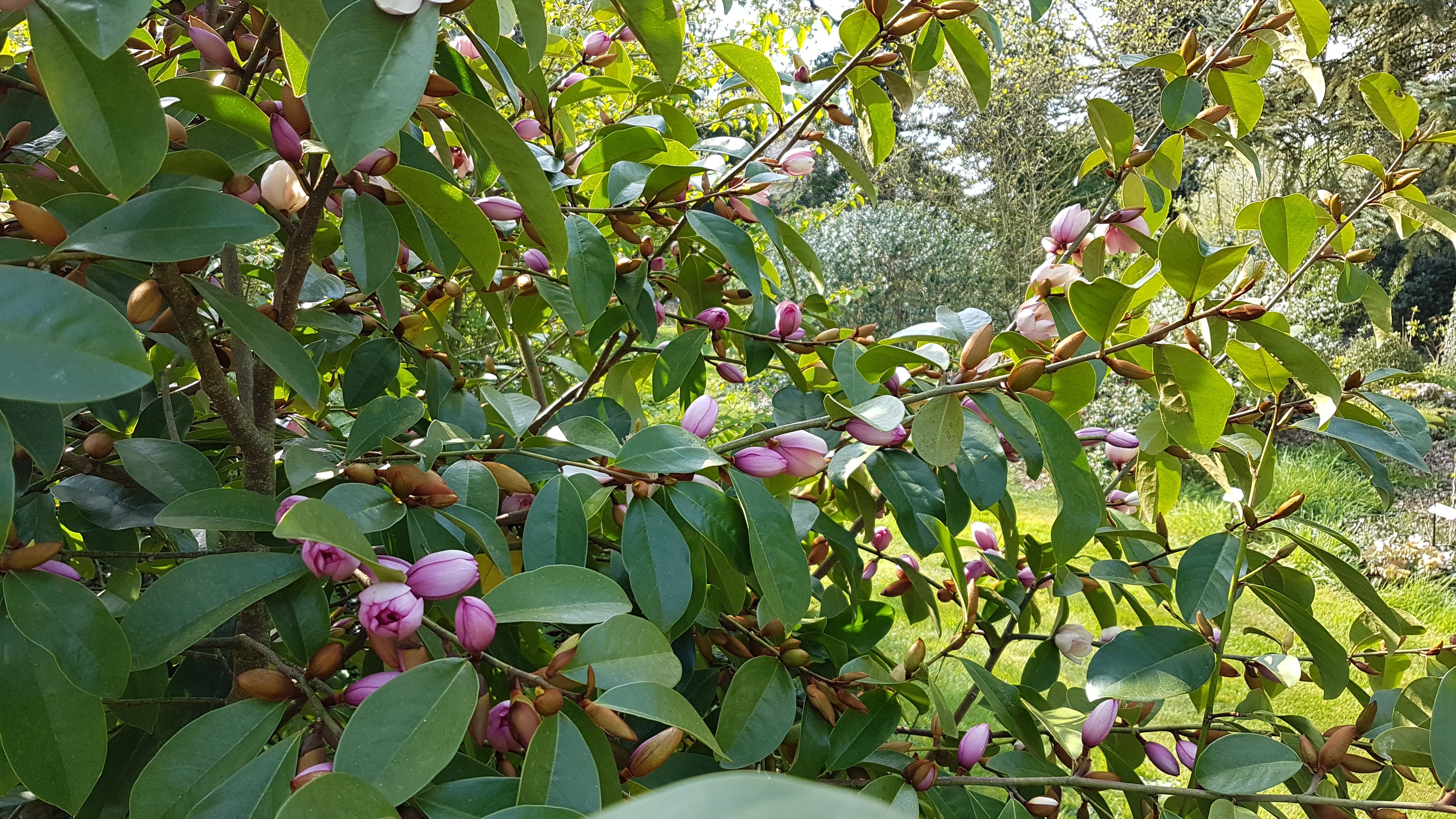 Michelia 'Fairy Blush'®