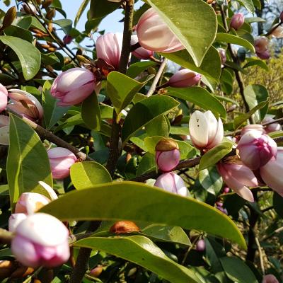 Michelia 'Fairy Blush'®