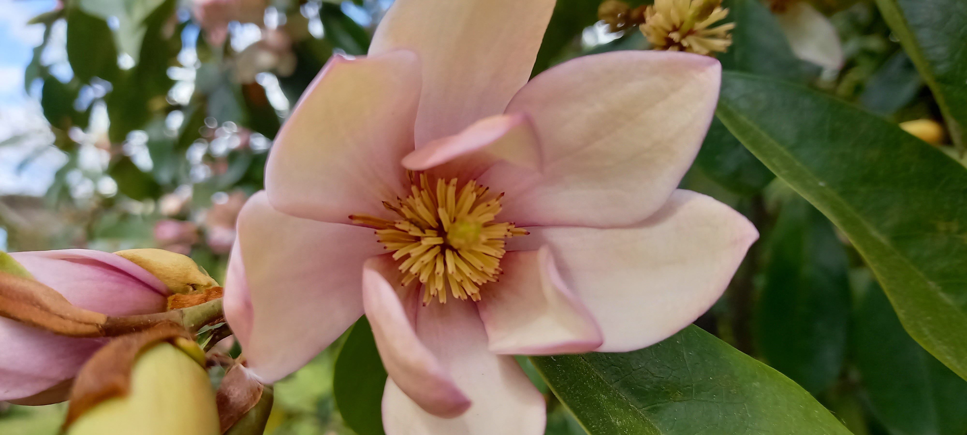 Michelia 'Fairy Blush'®