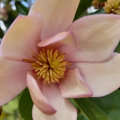 Michelia 'Fairy Blush'®