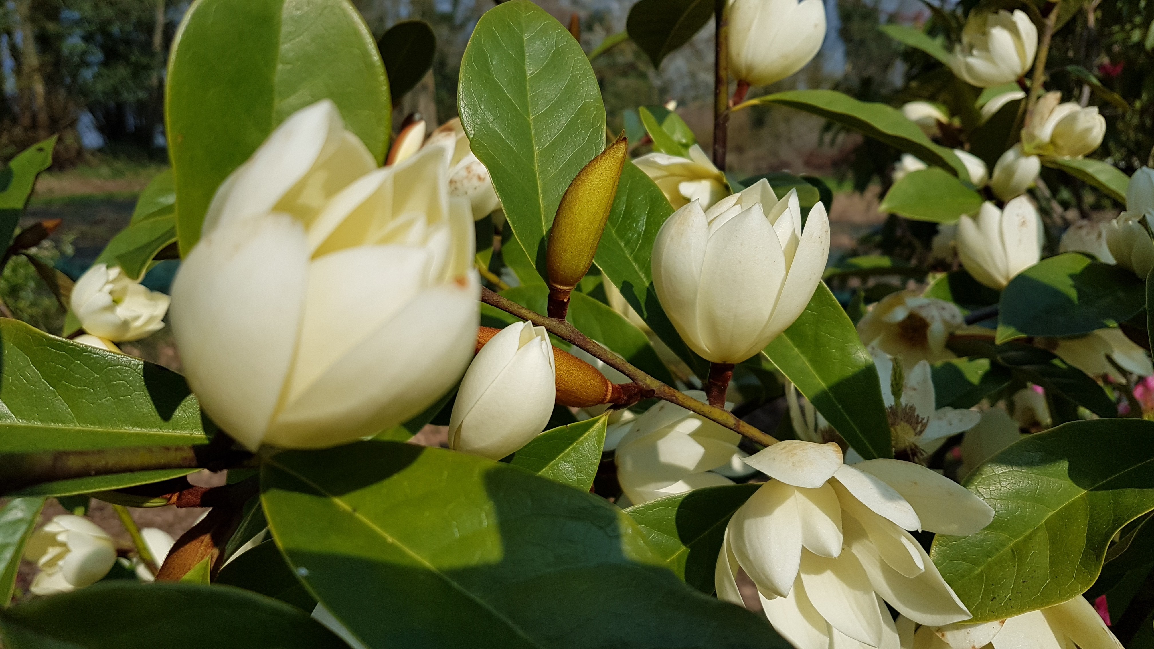 Michelia 'Fairy Cream'®