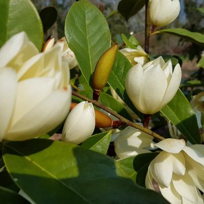 Michelia 'Fairy Cream'®