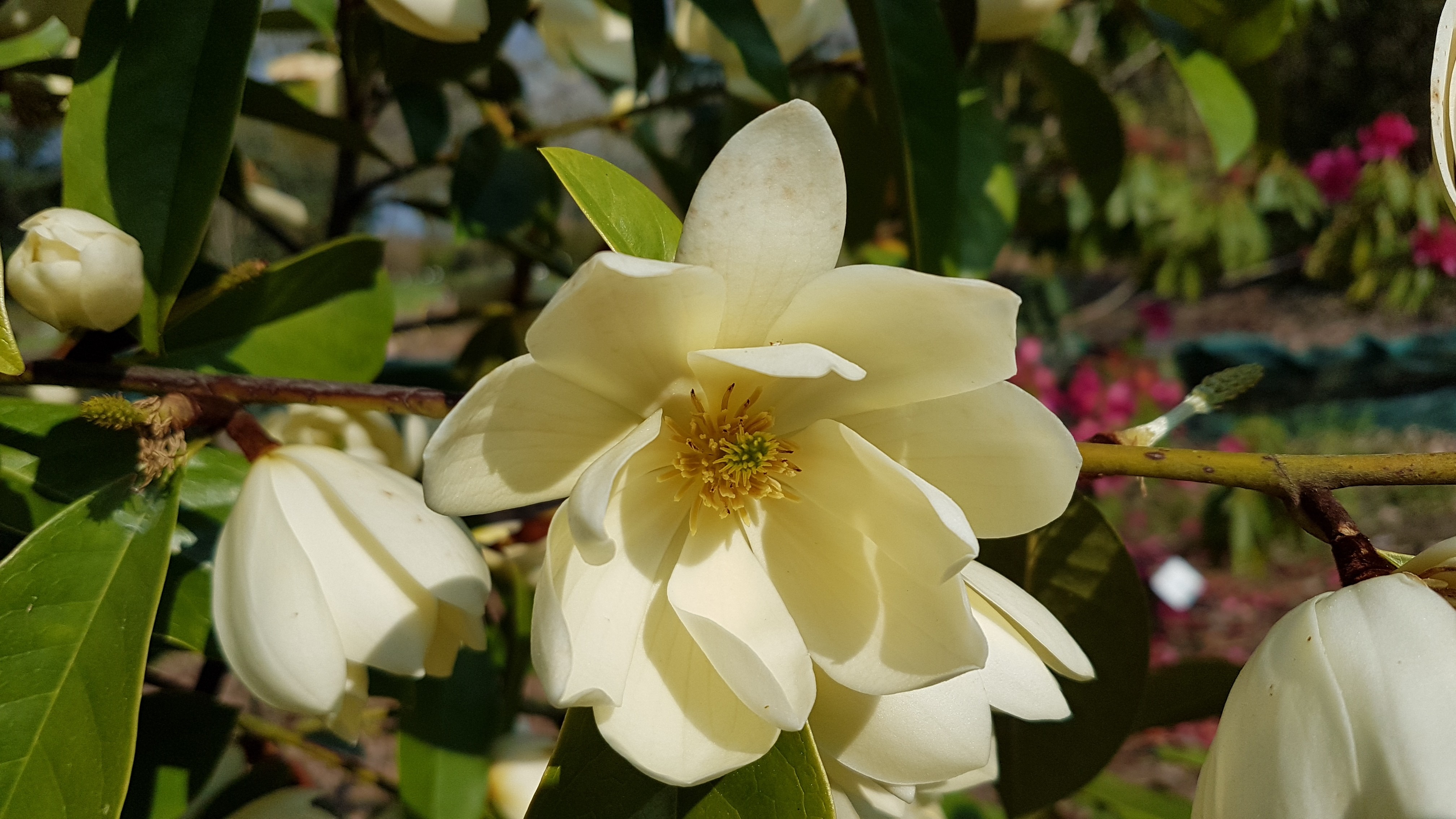 Michelia 'Fairy Cream'®