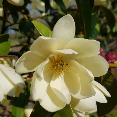 Michelia 'Fairy Cream'®