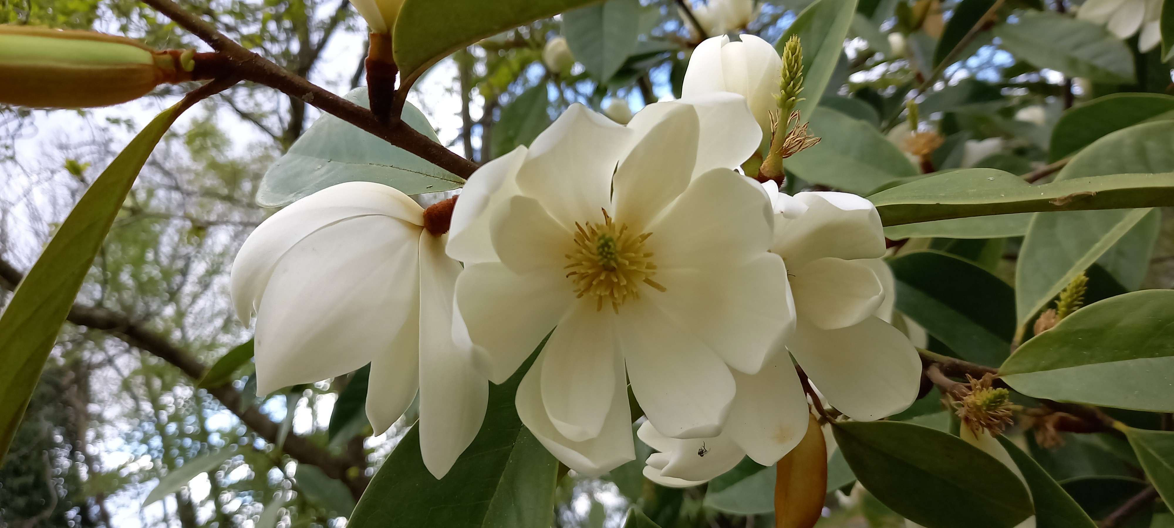 Michelia 'Fairy Cream'®