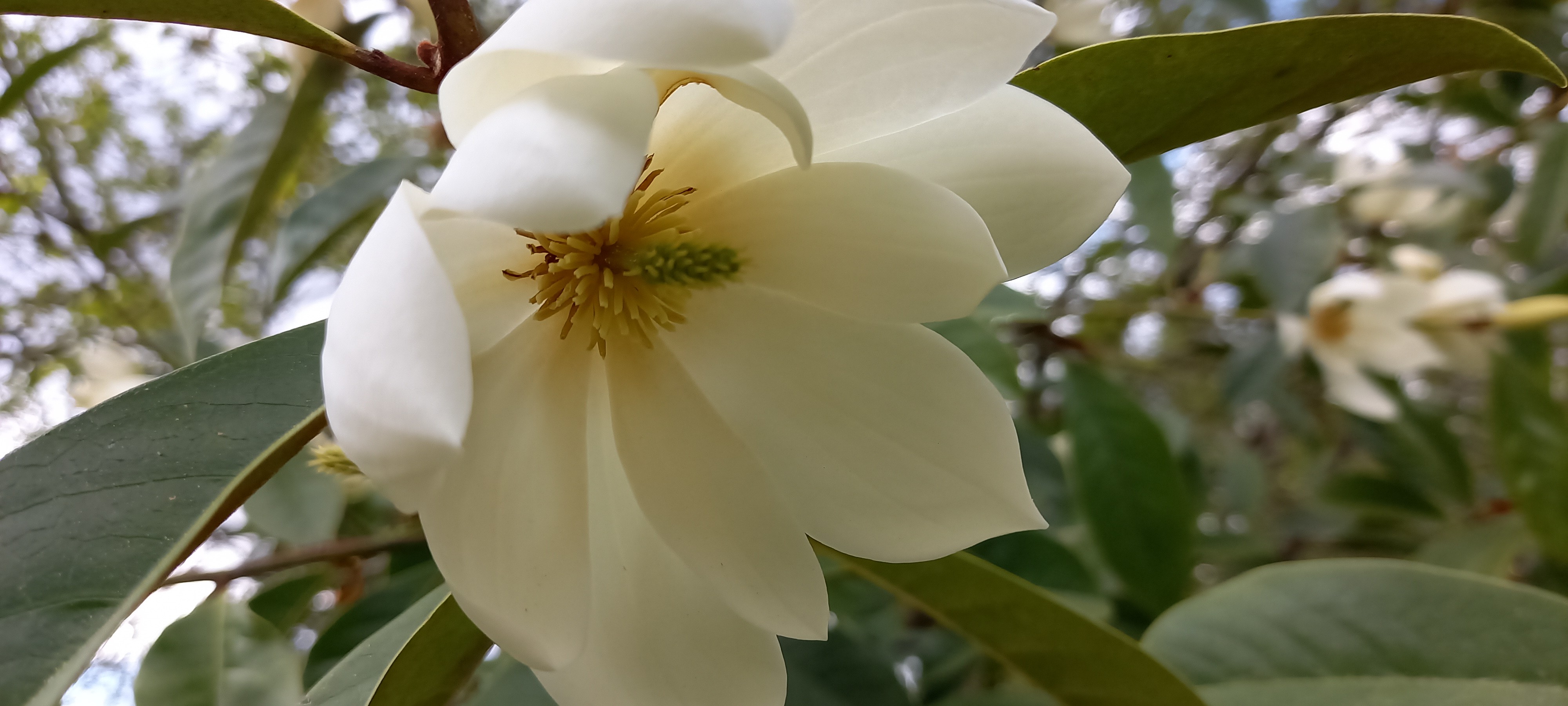 Michelia 'Fairy Cream'®