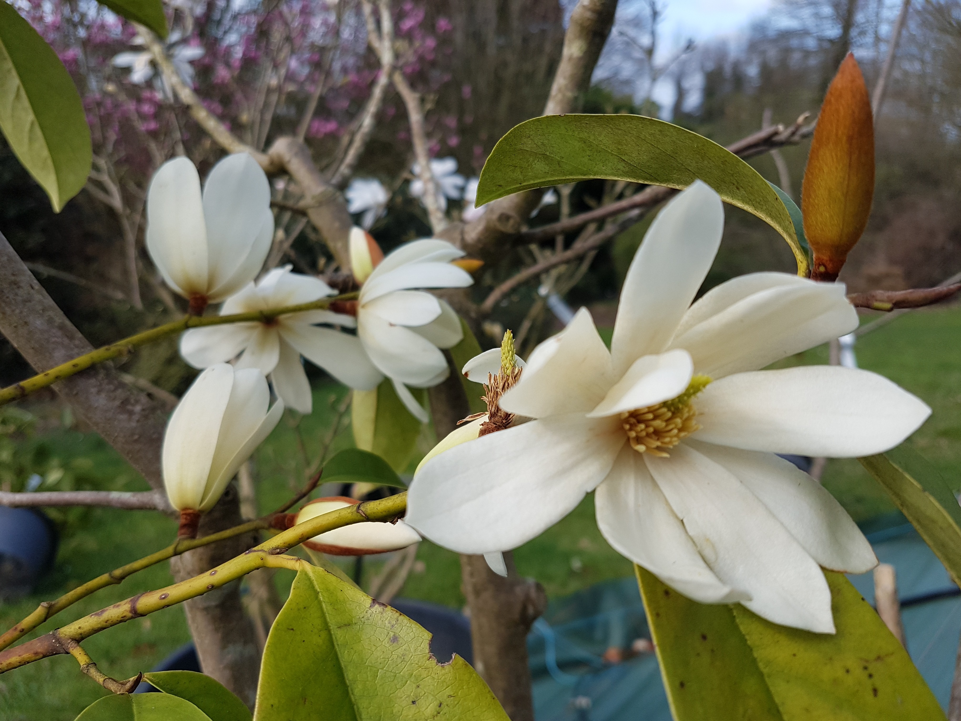 Michelia 'Fairy White'®