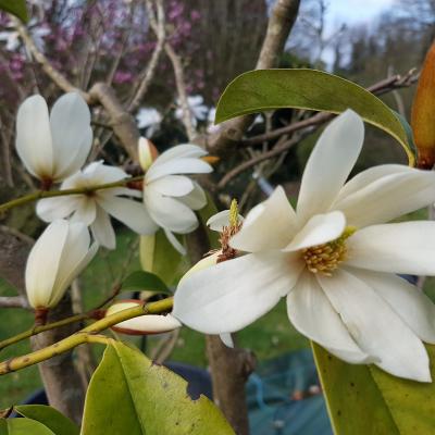 Michelia 'Fairy White'®