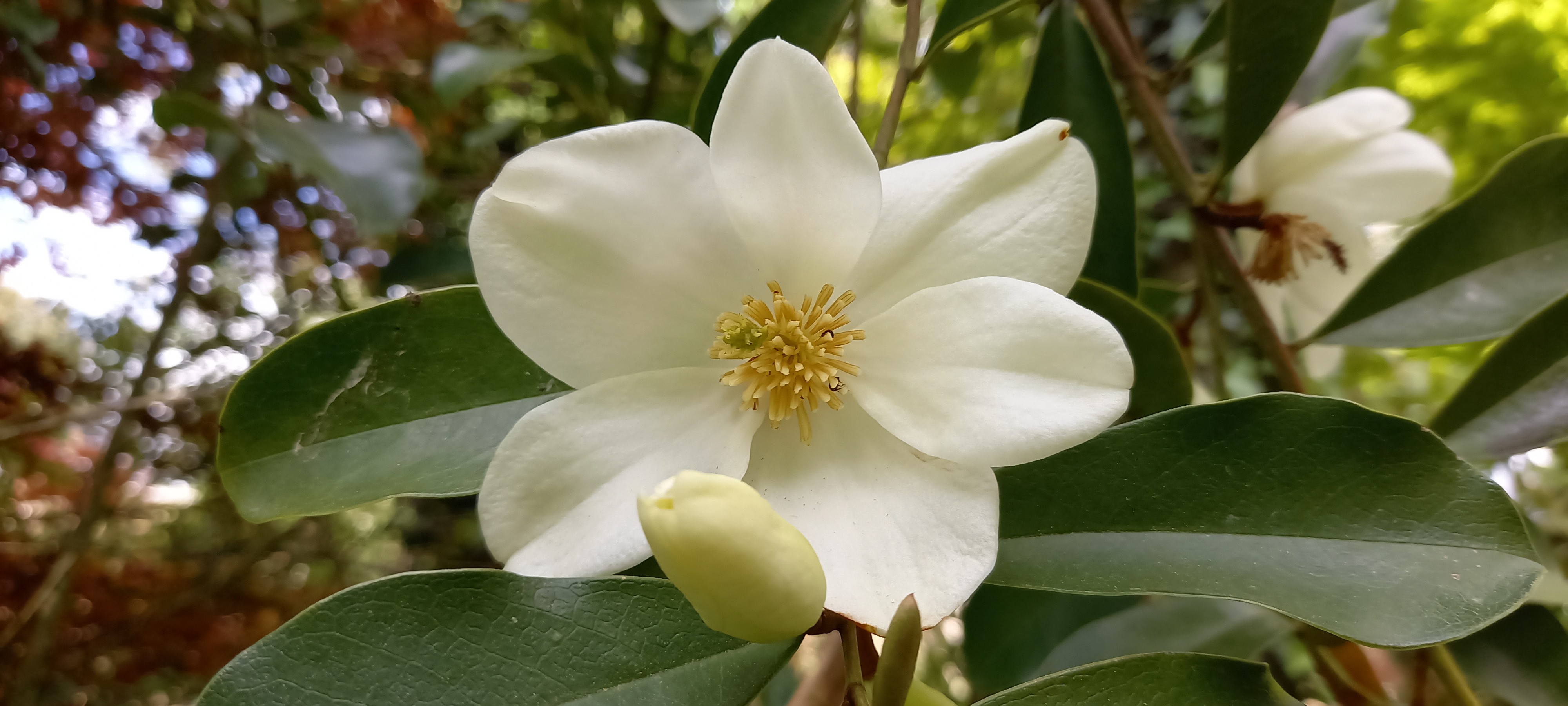 Michelia yunnanensis