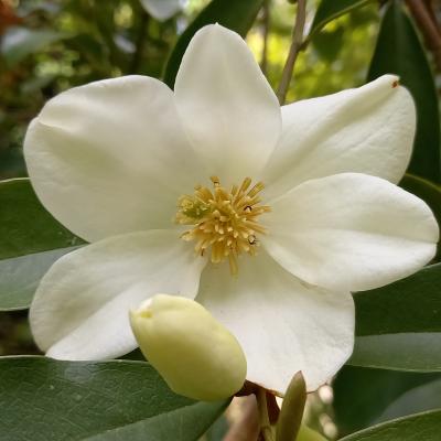 Michelia yunnanensis