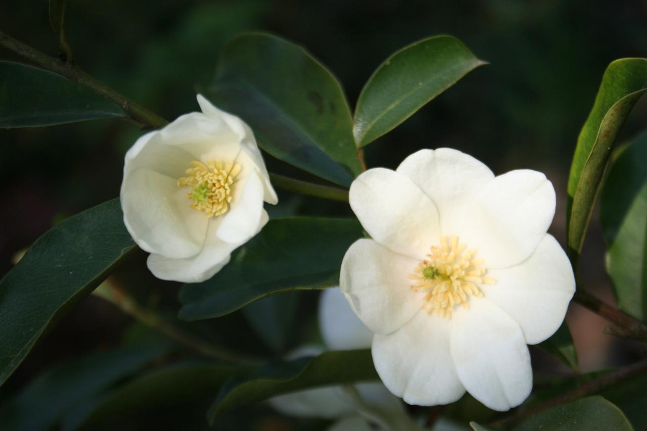 Michelia yunnanensis