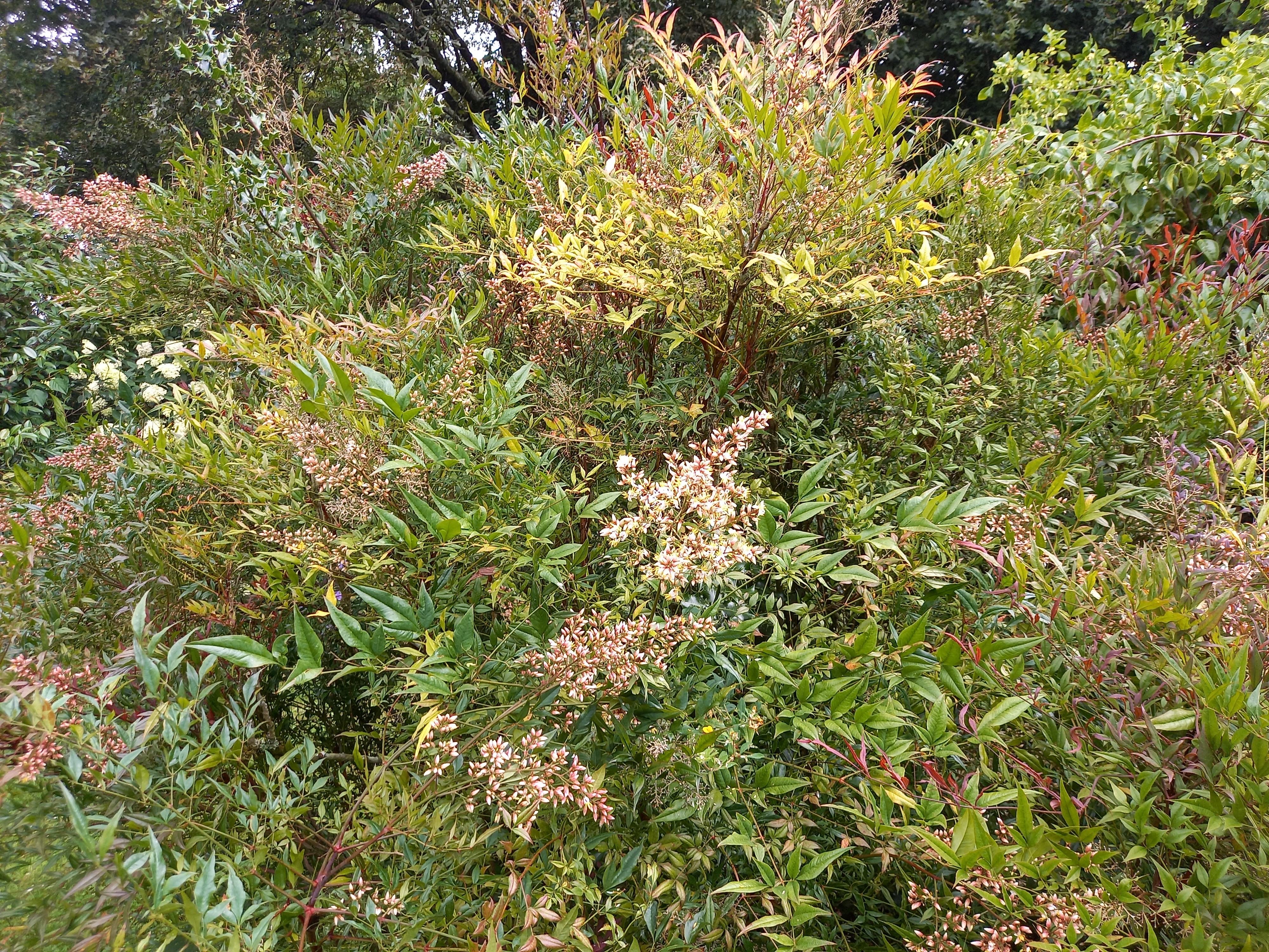 Nandina domestica PLUM PASSION® 'Momum'