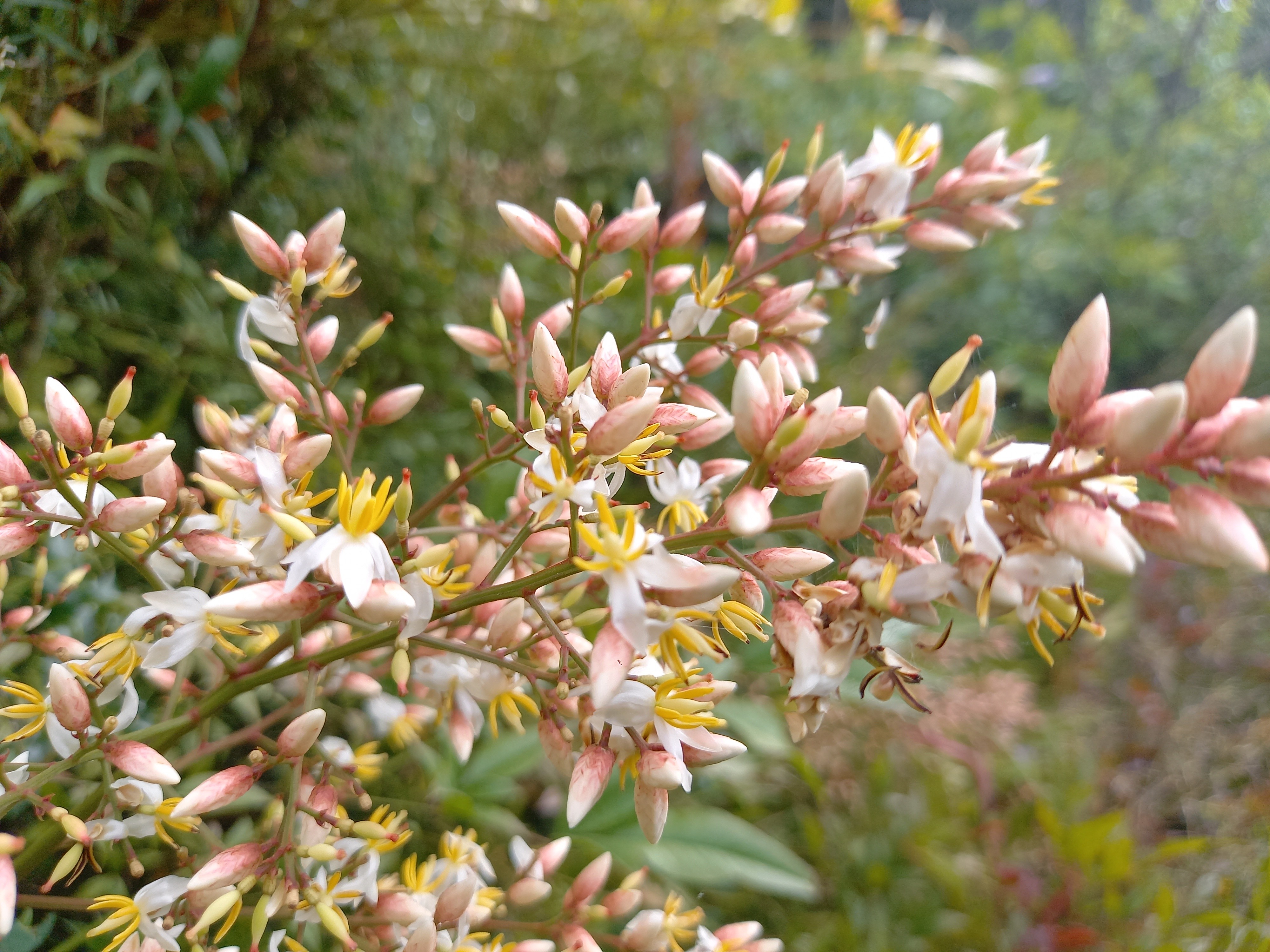 Nandina domestica PLUM PASSION® 'Momum'