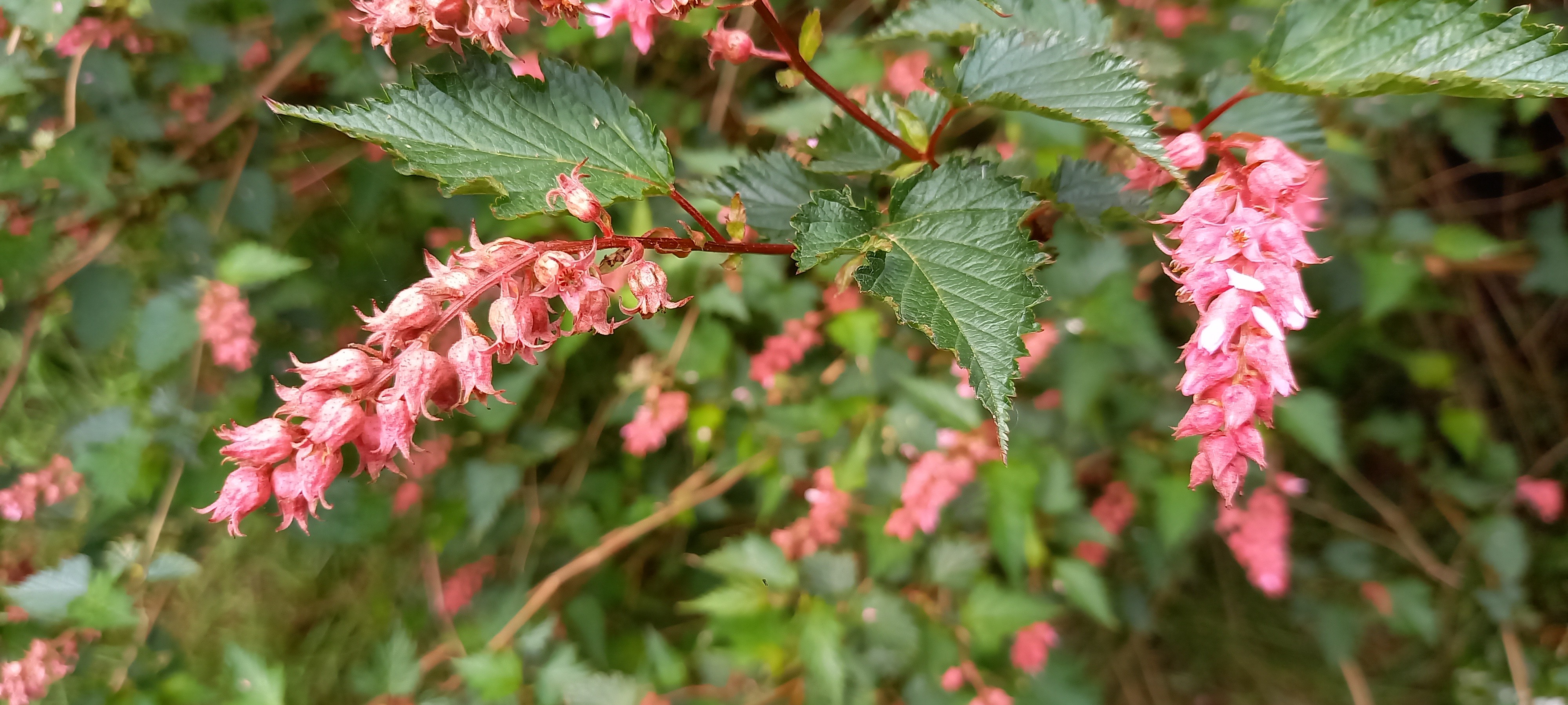 Neillia affinis