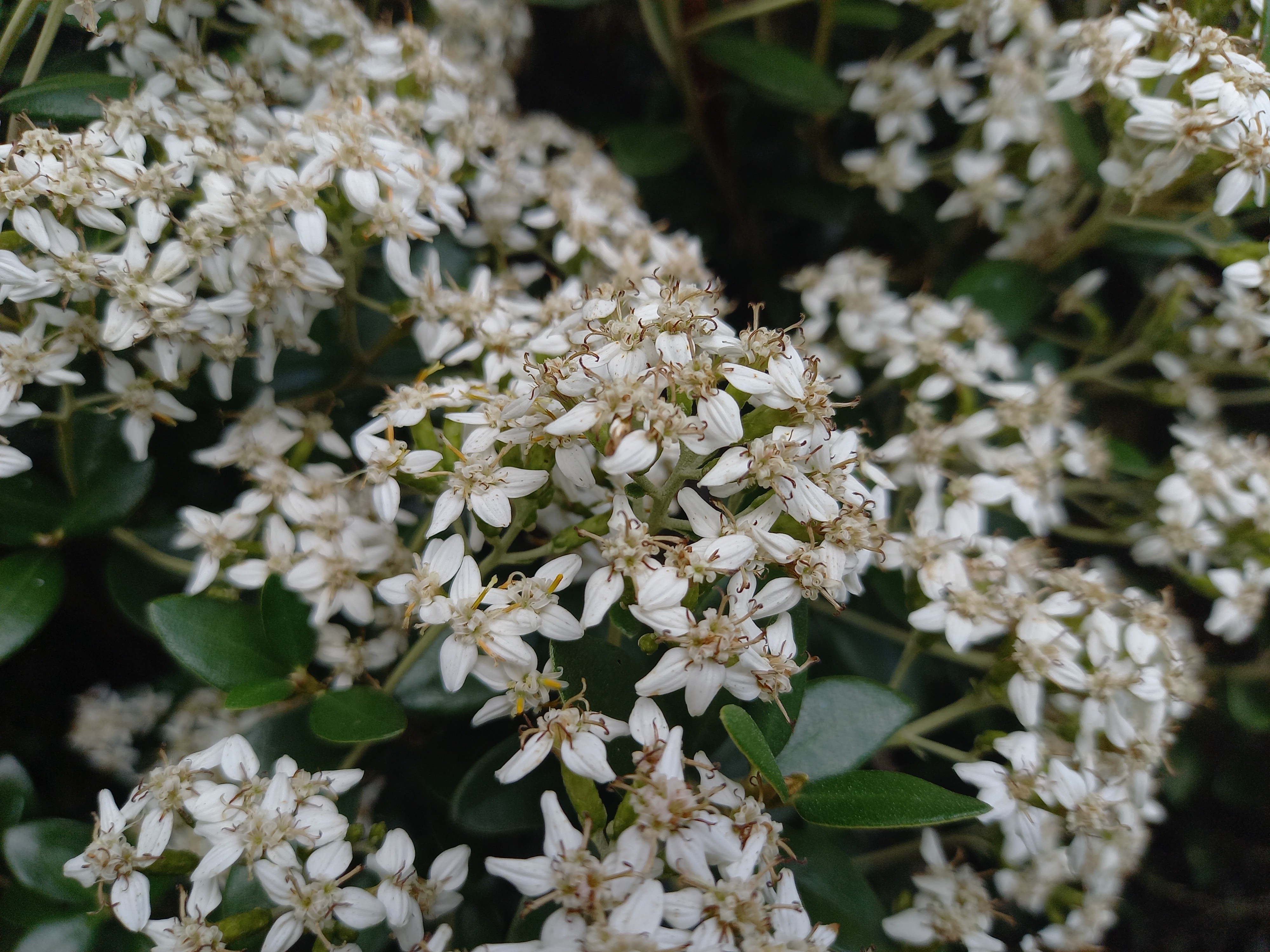 Olearia xhaastii